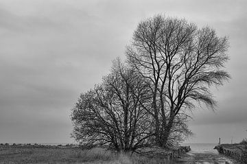 Trees on the beach merge into the Baltic Sea in black and white. by Martin Köbsch
