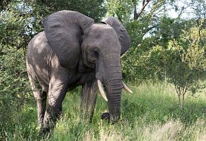big elephant in kruger park