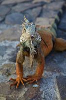 Leguan