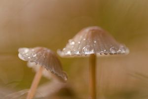 Paddenstoelen van Carolina Roepers