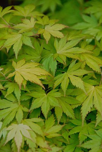 Dromerig in de diepte van bladeren die hun kleur verliezen
