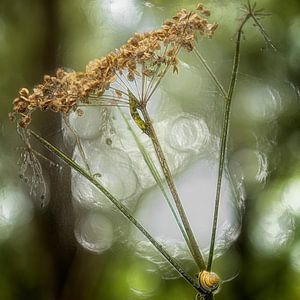 Berenklauw (plastic)