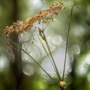 Hogweed (plastic) by Marly De Kok