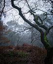 Herfst scene in de Lage Vuursche van Pascal Raymond Dorland thumbnail