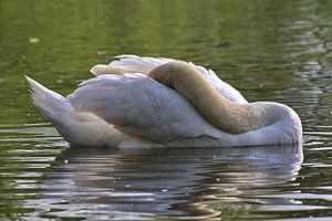 Mute Swan by John Kerkhofs