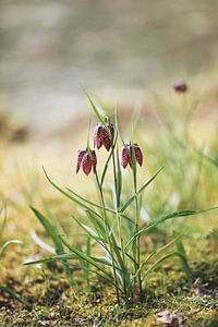 Natuurpracht van Leen Van de Sande