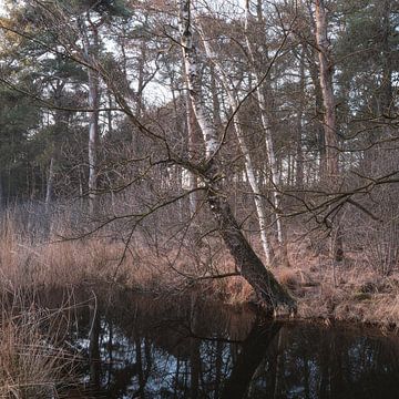 Arbres du Dwingelderveld, Drenthe - Pays-Bas