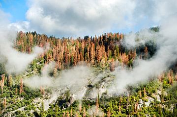 Autumn pine forest covered with clouds in Yosemite National Park van Marcel van Kammen