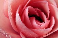 Das Herz der Rose nach dem Regen von Max Steinwald Miniaturansicht