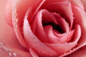 The heart of the rose after the rain by Max Steinwald