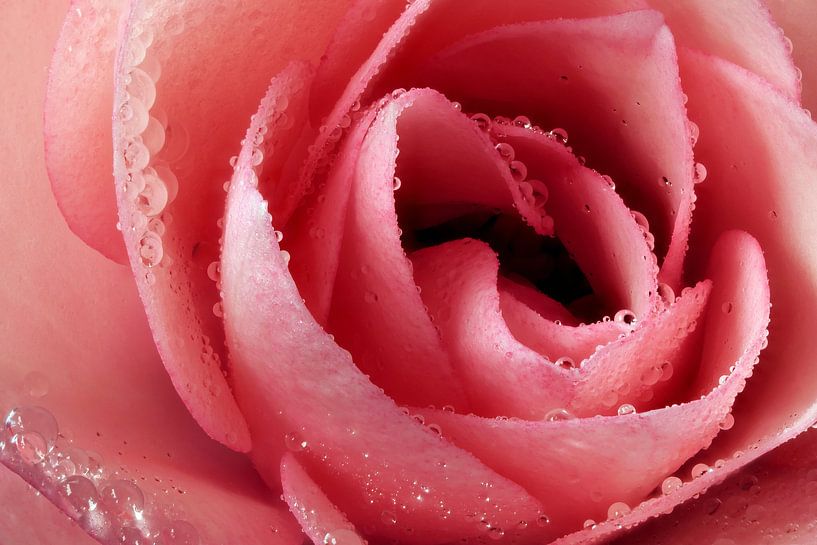Das Herz der Rose nach dem Regen von Max Steinwald
