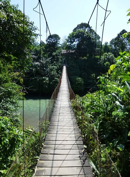Jungle brug op Sumatra van Myrthe Visser-Wind