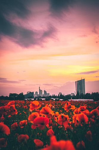 Klaprozenveld voor Frankfurt en de skyline