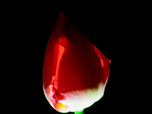 Tulp II