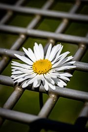 Rathenow „Stadt der Optik“ von David Krause