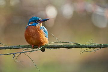 Eisvogel von Eisvogel.land - Corné van Oosterhout