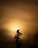 Silhouette robins at sunset