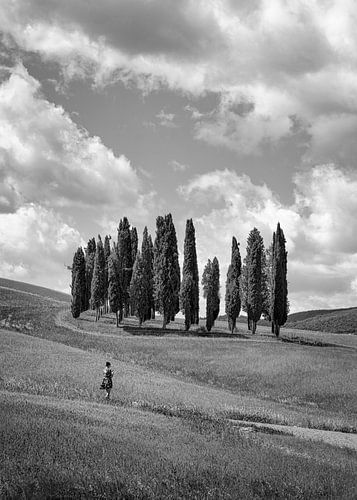 De Cipressen van Toscane - zwart wit