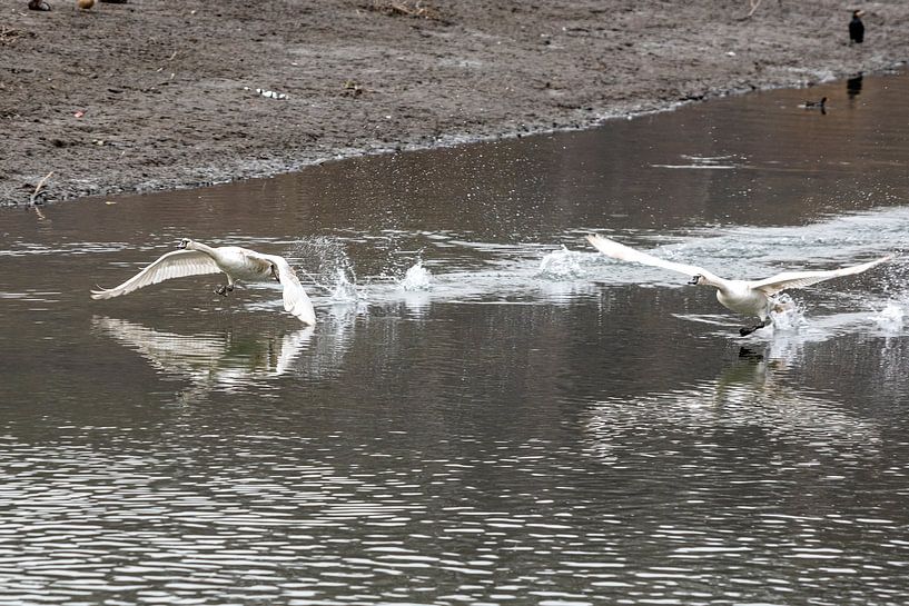 Branch young mute swans take off by Harald Schottner