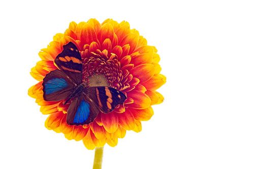 Een exotische vlinder op een bloem