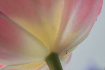 Tulp van de onderkant gezien van sandra ten wolde