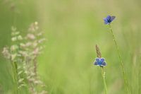 zwei blaue Schmetterlinge