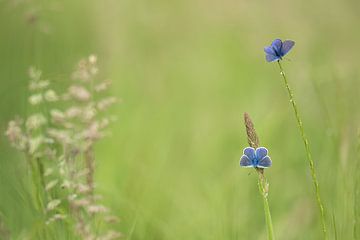 zwei blaue Schmetterlinge