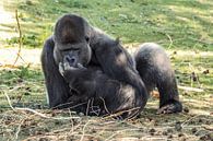 Gorilla : Safaripark Beekse Bergen von Loek Lobel Miniaturansicht