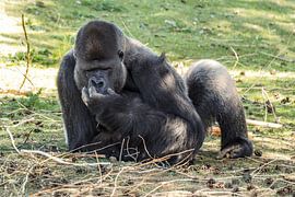 Gorilla : Safaripark Beekse Bergen von Loek Lobel