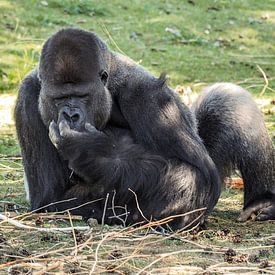 Gorille : Safaripark Beekse Bergen sur Loek Lobel