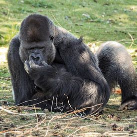 Gorilla : Safaripark Beekse Bergen van Loek Lobel