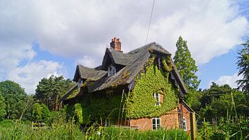Efeubewachsenes Haus auf dem Weg in Suffolk