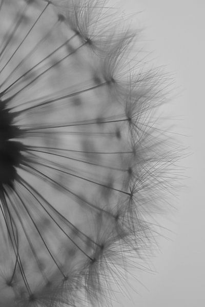 Dandelion fluff by Nienke Bot