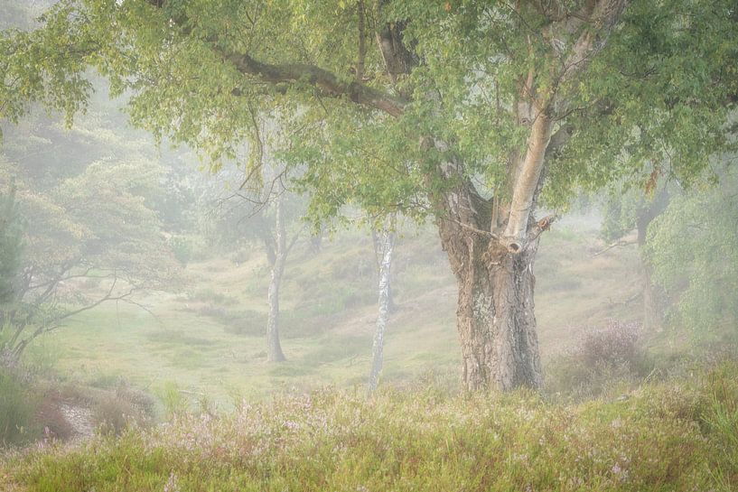 Boom in de mist van Connie de Graaf