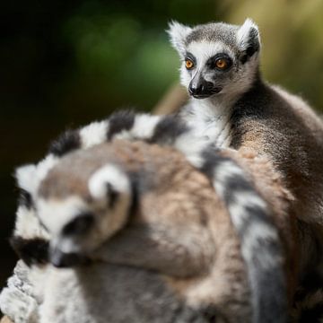 Cattas, ring-tailed lmur dans le parc animalier