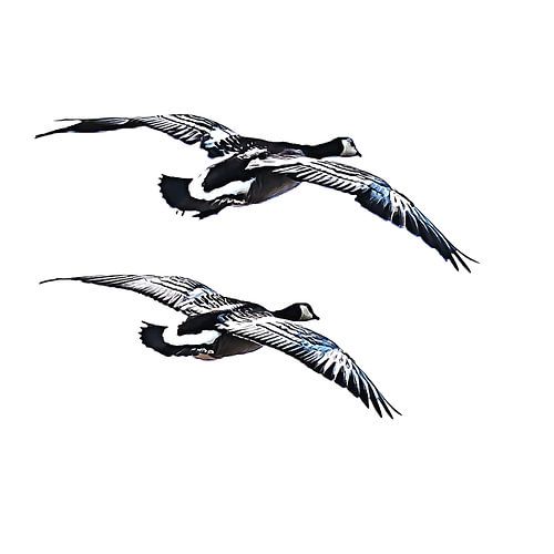 Synchroon vliegende brandganzen (vanaf de achterkant)