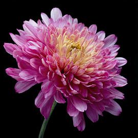 Chrysant | Chrysant van Vlindertuin-Art