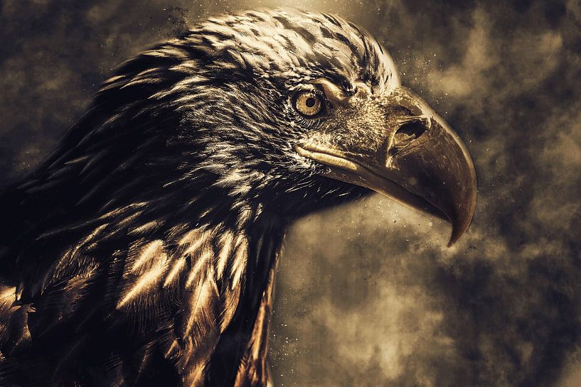 Eagle by Mateo