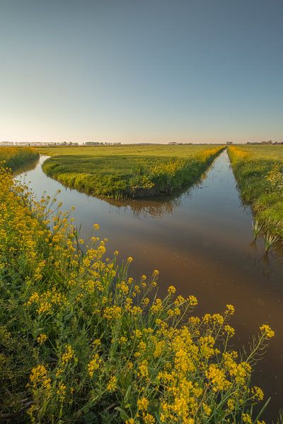 Rapeseed - Rape seed by Moetwil en van Dijk - Fotografie