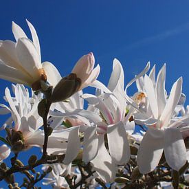 Magnolie von Rob van Keulen