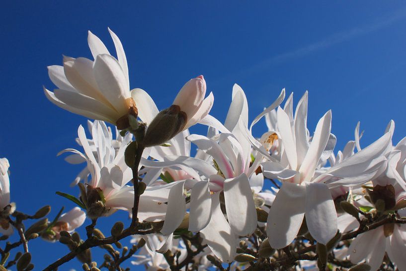 Magnolia van Rob van Keulen