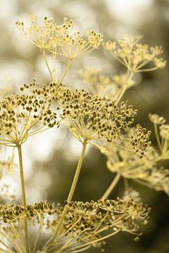 Tournesols. En beige et vert olive. sur Alie Ekkelenkamp