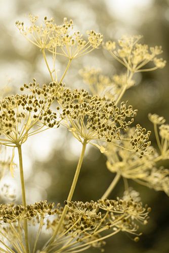Schermbloemigen. In beige en olijfgroen.
