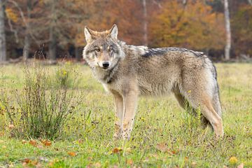 The Wolf in the Netherlands by Menno Schaefer