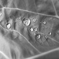 water druppels op bloemkool blad