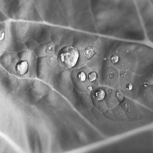 water druppels op bloemkool blad