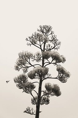 Butterfly near flowering Agave plant