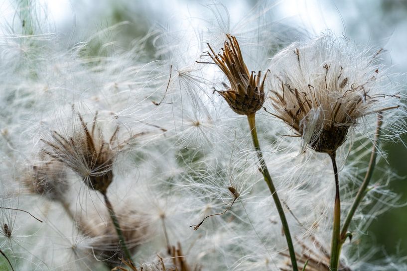 Akkerdistel na de bloei met witte pluisjes van Eugene Winthagen