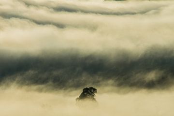 Baum in den Wolken von Hugo Braun