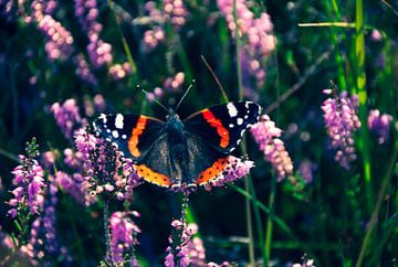 Ein Schmetterling (Atalanta) auf der sonnigen Heide. von Jurjen Jan Snikkenburg